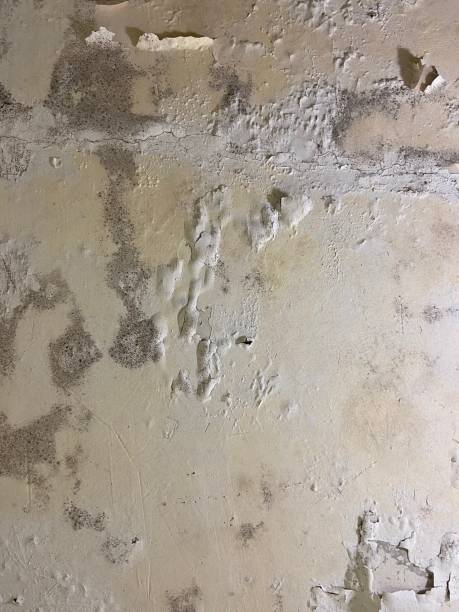 Mold Testing and Removal in Tunica Resorts, MS
