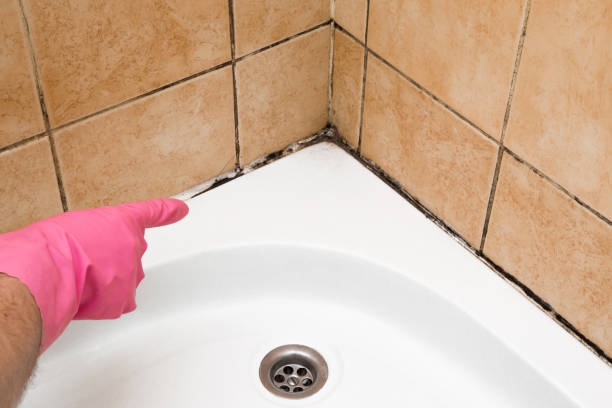Best Attic Mold Removal  in Tunica Resorts, MS